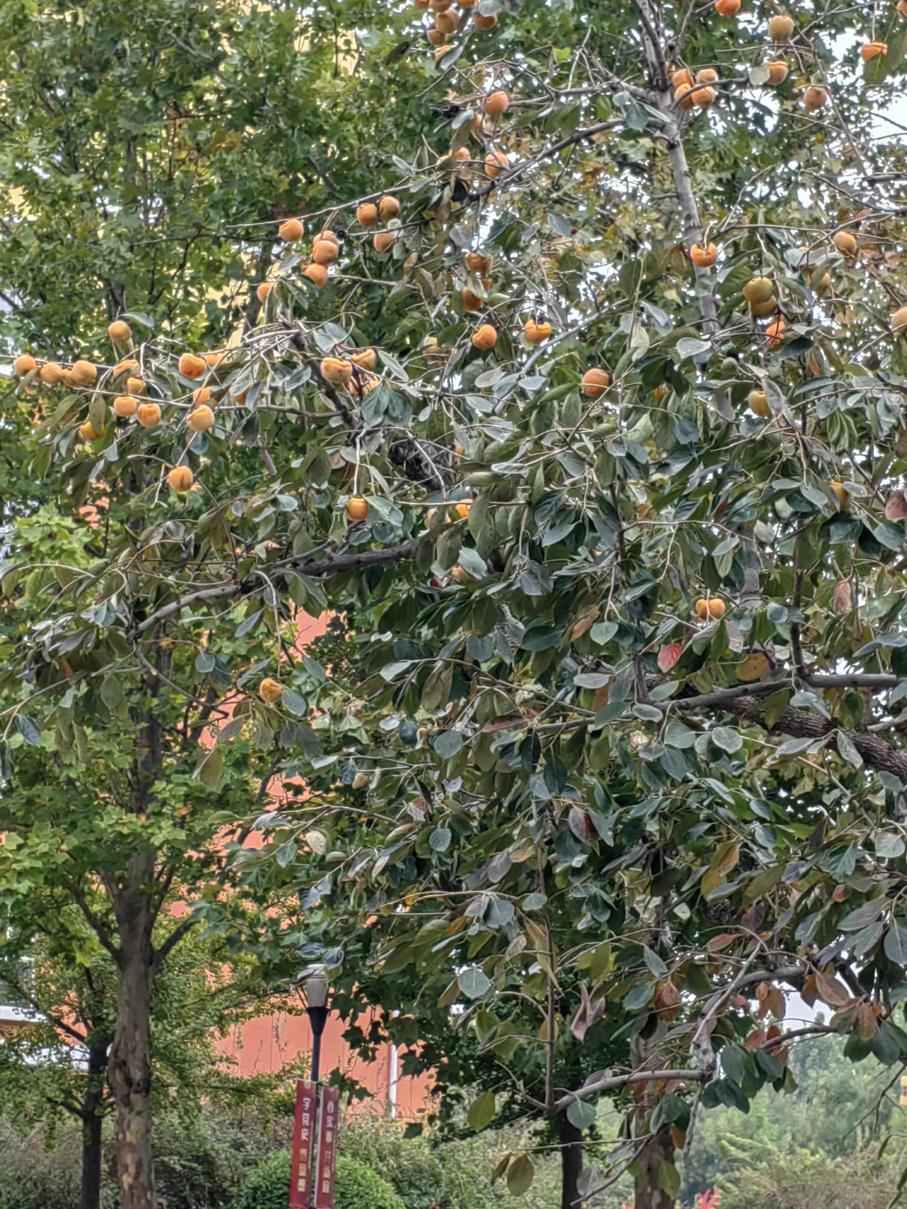 沧州风采,主持人魅力开场
